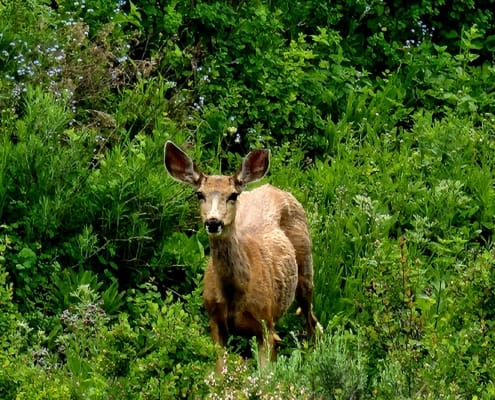 A deer standing in the middle of a lush green forest